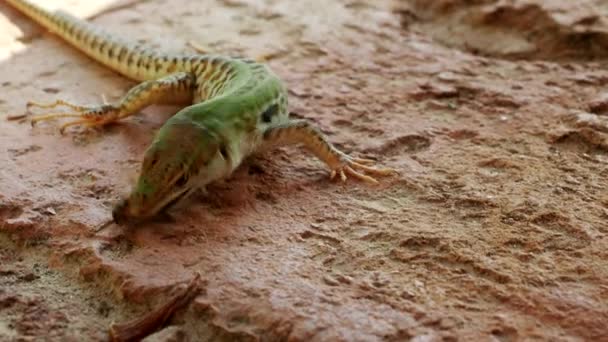 Lizard Podarcis Siculus Eating Honey Bee Video Close Exotic Reptile — Stock Video