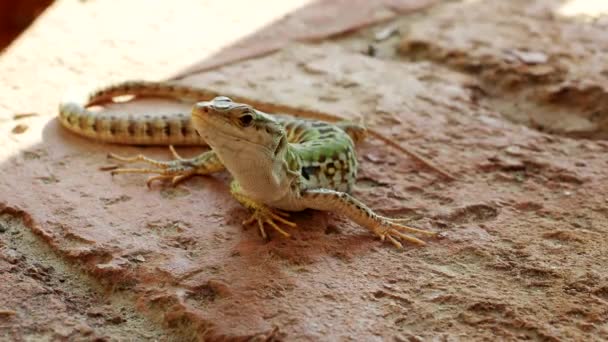 Lizard Podarcis Siculus Sticks Out Its Tongue Video Close Exotic — Stock Video