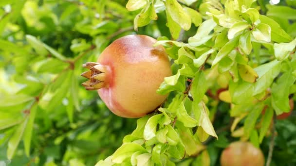 Red Ripe Pomegranate Fruit Punica Granatum Grow Tree Branch Video — Stock Video