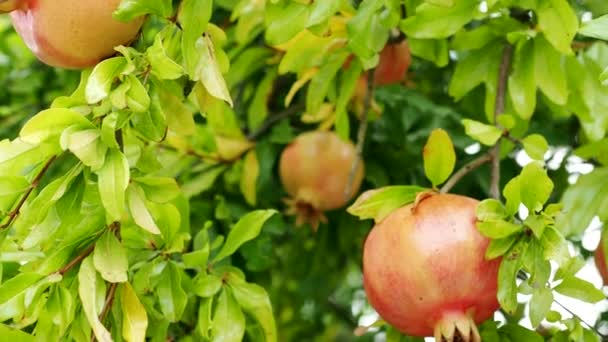 Červené Zralý Granátové Jablko Punica Granatum Rostou Větvi Stromu Video — Stock video