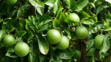 Olgun yeşil kireç meyvesi (Citrus aurantifolia) 4K VIDEO 'da ağaç dalında yetişir. Ev yapımı bahçede yetişen taze meyveler. Yakın plan. Organik tarım, sağlıklı yiyecekler, BIO virüsleri..
