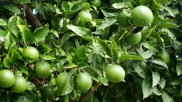 在4K Video的树枝上生长着绿色成熟的石灰果 柑橘叶 在自制的花园里生长着新鲜的天然水果 有机耕作 健康食品 生物安全倡议竞赛 — 图库视频影像