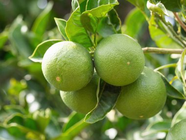 Olgun yeşil kireç meyvesi (Citrus aurantifolia) ağaç dalında yetişir. Ev yapımı bahçede yetişen taze meyveler. Yakın plan. Organik tarım, sağlıklı yiyecekler, BIO videoları, doğa konseptine dönüş..
