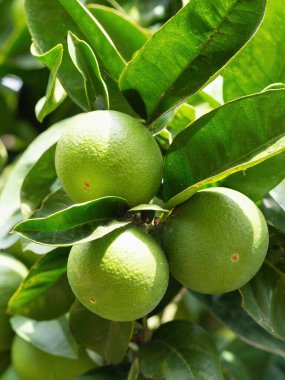 Olgun yeşil kireç meyvesi (Citrus aurantifolia) ağaç dalında yetişir. Ev yapımı bahçede yetişen taze meyveler. Yakın plan. Organik tarım, sağlıklı yiyecekler, BIO videoları, doğa konseptine dönüş..