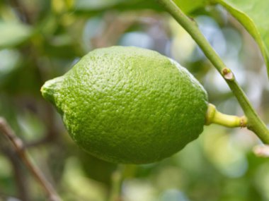 Olgun yeşil kireç meyvesi (Citrus aurantifolia) ağaç dalında yetişir. Ev yapımı bahçede yetişen taze meyveler. Yakın plan. Organik tarım, sağlıklı yiyecekler, BIO videoları, doğa konseptine dönüş..
