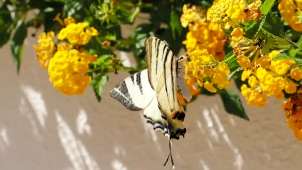 Ласточковая Бабочка Iphiclides Podalirius Пьет Нектар Опыляет Цветущие Жёлтые Цветы — стоковое видео