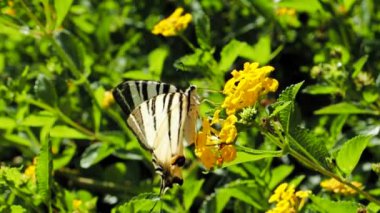 Kırlangıç Kelebek (Iphiclides podalirius), SLOW MOTION HD VIDEO 'da çiçek açan sarı çit çiçekleri (lantana depresisa) içerir. Aşırı yakın çekim makrosu. Çeyrek hız.