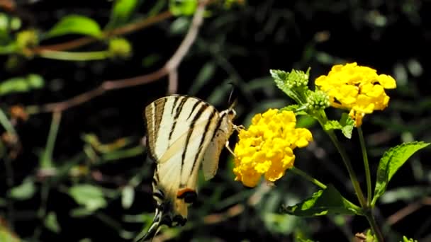 Der Schwalbenschwanzschmetterling Iphiclides Podalirius Trinkt Nektar Und Bestäubt Blühende Gelbe — Stockvideo