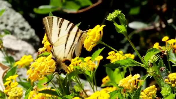 Καταπιείτε Πεταλούδα Iphiclides Podalirius Πίνει Νέκταρ Και Επικονιάζει Ανθισμένα Κίτρινα — Αρχείο Βίντεο