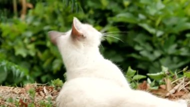 4K VIDEO 'daki bahçede şirin beyaz kedi temizliği. Kedi dinleniyor ve kendini tımar ediyor. Yalıyor, yerde dinlenirken kürkünü yıkıyor..
