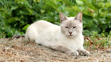 4K VIDEO 'da bahçede dinlenen sevimli beyaz kedi. Kedi yerde uzanıyor ve dinleniyor..