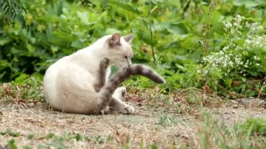 4K VIDEO 'daki bahçede şirin beyaz kedi temizliği. Kedi dinleniyor ve kendini tımar ediyor. Yalıyor, yerde dinlenirken kürkünü yıkıyor..