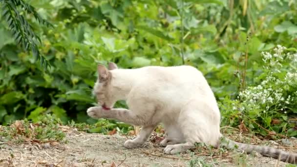 Aranyos Fehér Macska Takarítás Kertben Video Macska Pihentető Ápolás Magát — Stock videók