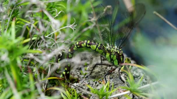 蜻蜓蓝眼睛小贩 Eshna Affinis 在4K Video中产卵 南方的小贩在靠近水边的苔藓中产卵 极为密切的宏观 — 图库视频影像
