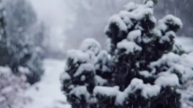 Şiddetli Kar Fırtınası Hareketi 'nin video kasedi. Rüzgarda düşen kar taneleri. Düşük alan derinliği ve arka planda bulanık çam ağaçları. Yakın plan. Çeyrek hız.