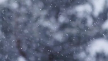 Şiddetli Kar Fırtınası Hareketi 'nin video kasedi. Rüzgarda düşen kar taneleri. Düşük alan derinliği ve arka planda bulanık çam ağaçları. Yakın plan. Çeyrek hız.