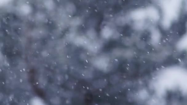 Blizzard Heavy Snow Storm Detail Slow Motion Video Wild Falling — Stock Video