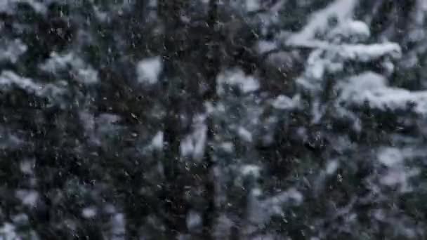 Blizzard Schwerer Schneesturm Slow Motion Video Wild Fallende Schneeflocken Wind — Stockvideo