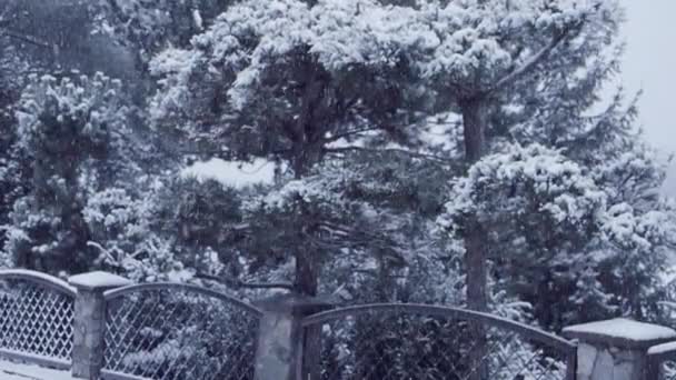 ブリザード スローモーションHdビデオの大雪の詳細 風の中で野生の落下雪片 畑の深さが低く 背景には松がぼやけていました 接近中だ 四分の一速度 — ストック動画