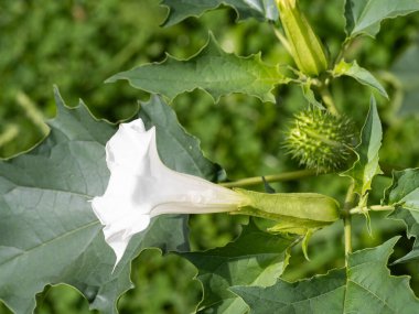 Halüsinojen bitki Devil 's Trumpet (Datura Stramonium), ayrıca beyaz trompet şekilli çiçekleri ve dikenli tohum kapsülleriyle Jimsonweed olarak da adlandırılır. Yüzeysel alan derinliği ve bulanık arkaplan. Yakın plan..