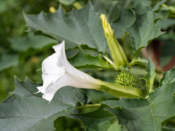Галлюциногенный завод Devil 's Trumpet (Datura Stramonium), также называемый Jimsonweed с белыми цветами в форме трубы и колючими капсулами семян. Мелкая глубина резкости и размытый фон. Крупный план.