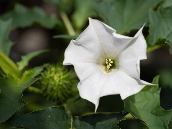 Деталь белой трубы в форме цветка галлюциногенного растения Devil 's Trumpet (Datura Stramonium), также называемого Jimsonweed. Мелкая глубина резкости и размытый фон. Крупный план.