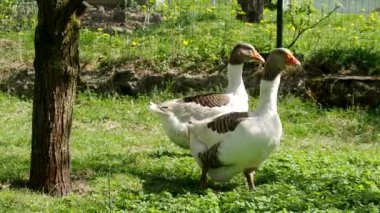 4K VIDEO 'da Meadow' daki Pomeranian Goose ailesi. Organik çiftlikte serbestçe koşan ve bahçedeki yeşil çimlerde otlayan serbest su kuşu (Anser Anser domesticus). Hayvan hakları, doğa konseptine geri dönelim.