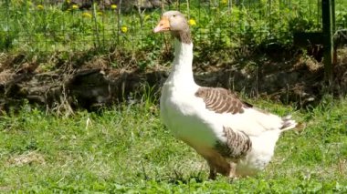 4K VIDEO 'da Meadow' daki Pomeranian Goose ailesi. Organik çiftlikte serbestçe koşan ve bahçedeki yeşil çimlerde otlayan serbest su kuşu (Anser Anser domesticus). Hayvan hakları, doğa konseptine geri dönelim.