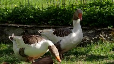 4K VIDEO 'da Meadow' daki Pomeranian Goose ailesi. Organik çiftlikte serbestçe koşan ve bahçedeki yeşil çimlerde otlayan serbest su kuşu (Anser Anser domesticus). Hayvan hakları, doğa konseptine geri dönelim.