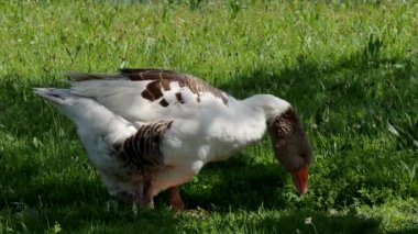 4K VIDEO 'da Meadow' daki Pomeranian Goose ailesi. Organik çiftlikte serbestçe koşan ve bahçedeki yeşil çimlerde otlayan serbest su kuşu (Anser Anser domesticus). Hayvan hakları, doğa konseptine geri dönelim.