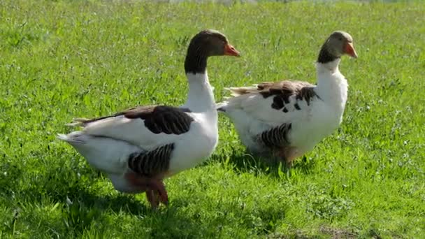 Pommersche Gänsefamilie Auf Der Wiese Video Freilaufende Wasservögel Anser Anser — Stockvideo