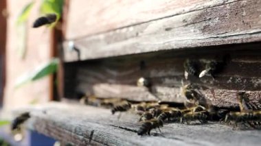 Polen taşıyan ve uçan arı sürüsü (Apis mellifera), Yavaş Hareket HD VIDEO 'daki bir arı kovanının iniş tahtasına çarpar. Yakın plan. Çeyrek hız.