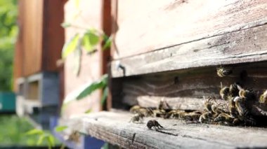 Polen taşıyan ve uçan arı sürüsü (Apis mellifera), Yavaş Hareket HD VIDEO 'daki bir arı kovanının iniş tahtasına çarpar. Yakın plan. Çeyrek hız.
