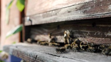 Arı sürüsü (Apis mellifera) polen taşır ve SLOW Motion HD VIDEO 'daki bir arı kovanına uçar. Organik BIO tarımı, hayvan hakları, doğa kavramına dönüş. Yakın plan..