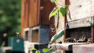 Arı sürüsü (Apis mellifera) polen taşır ve SLOW Motion HD VIDEO 'daki bir arı kovanına uçar. Organik BIO tarımı, hayvan hakları, doğa kavramına dönüş. Yakın plan..
