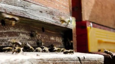 Polen taşıyan ve uçan arı sürüsü (Apis mellifera), Yavaş Hareket HD VIDEO 'daki bir arı kovanının iniş tahtasına çarpar. Yakın plan. Çeyrek hız.