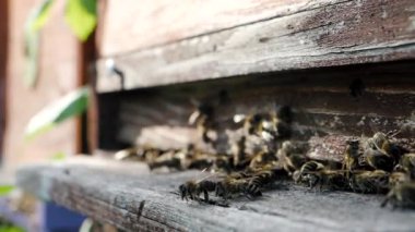 Arı sürüsü (Apis mellifera) polen taşır ve SLOW Motion HD VIDEO 'daki bir arı kovanına uçar. Organik BIO tarımı, hayvan hakları, doğa kavramına dönüş. Yakın plan..