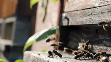 Arı sürüsü (Apis mellifera) polen taşır ve SLOW Motion HD VIDEO 'daki bir arı kovanına uçar. Organik BIO tarımı, hayvan hakları, doğa kavramına dönüş. Yakın plan..