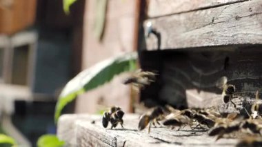 Arı sürüsü (Apis mellifera) polen taşır ve SLOW Motion HD VIDEO 'daki bir arı kovanına uçar. Organik BIO tarımı, hayvan hakları, doğa kavramına dönüş. Yakın plan..