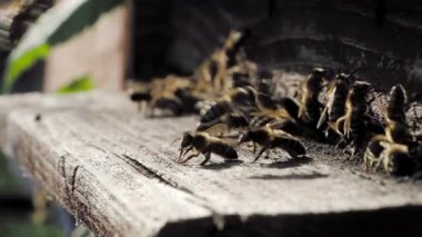 Arı sürüsü (Apis mellifera) polen taşır ve SLOW Motion HD VIDEO 'daki bir arı kovanına uçar. Organik BIO tarımı, hayvan hakları, doğa kavramına dönüş. Yakın plan..