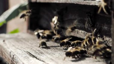 Arı sürüsü (Apis mellifera) polen taşır ve SLOW Motion HD VIDEO 'daki bir arı kovanına uçar. Organik BIO tarımı, hayvan hakları, doğa kavramına dönüş. Yakın plan..