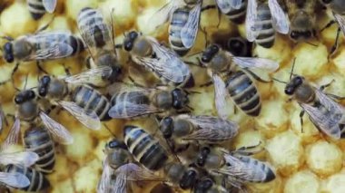 Arılar, Yavaş Hareket HD Vidyo 'daki kovanda ballı bal peteği üzerinde çalışırlar. Arı sürüsü (Apis mellifera) yakın planda. Organik BIO tarımı, hayvan hakları, doğaya dönüş. Çeyrek hız.