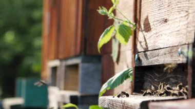 Arı sürüsü (Apis mellifera) polen taşır ve SLOW Motion HD VIDEO 'daki bir arı kovanına uçar. Organik BIO tarımı, hayvan hakları, doğa kavramına dönüş. Yakın plan..