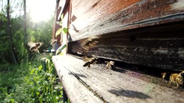 Arı sürüsü (Apis mellifera) polen taşır ve SLOW Motion HD VIDEO 'daki bir arı kovanına uçar. Organik BIO tarımı, hayvan hakları, doğa kavramına dönüş. Fisheye.