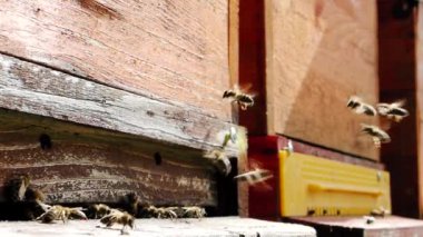 Arı sürüsü (Apis mellifera) polen taşır ve SLOW Motion HD VIDEO 'daki bir arı kovanına uçar. Organik BIO tarımı, hayvan hakları, doğa kavramına dönüş. Yakın plan..