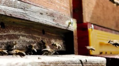Polen taşıyan ve uçan arı sürüsü (Apis mellifera), Yavaş Hareket HD VIDEO 'daki bir arı kovanının iniş tahtasına çarpar. Yakın plan. Çeyrek hız.