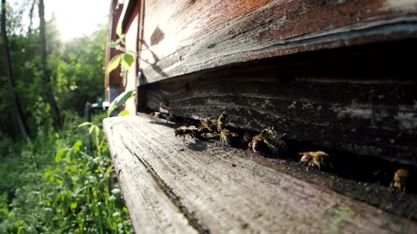 Svärm Honungsbin Apis Mellifera Som Transporterar Pollen Och Flyger Till — Stockvideo