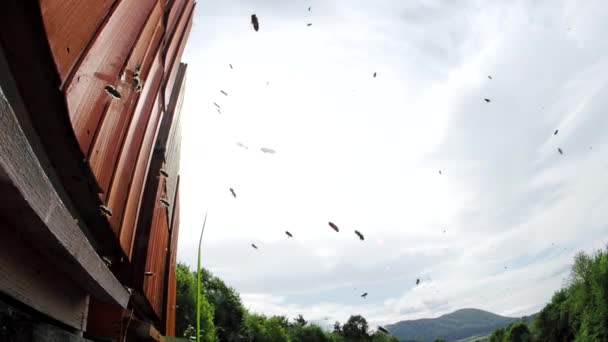 Swarm Honey Bees Apis Mellifera Defend Hive Apiary Attack Intruder — Video Stock