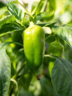 Ev yapımı serada yetişen olgun biber bitkisi. Sebze bahçesindeki dalda taze yeşil kırmızı biber. Organik tarım, sağlıklı yiyecekler, BIO videoları, doğa konseptine dönüş..