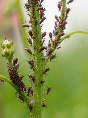 Aphid Kolonisi 'nin (Hemiptera: Aphididae) bitki sapına yakın çekim. Böceklerin makro fotoğrafı - bitkiler, sinekler, kara sinekler ya da beyaz sinekler - bitkilerden meyve suyu emiyorlar. 